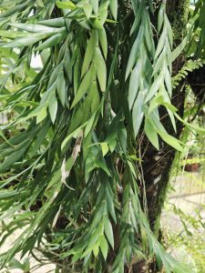 Long green leaves hang densely from a tree at the Malabar Botanical Garden, Kozhikode. The plant forms a soft curtain of foliage, showing its natural beauty and healthy growth in the garden. 