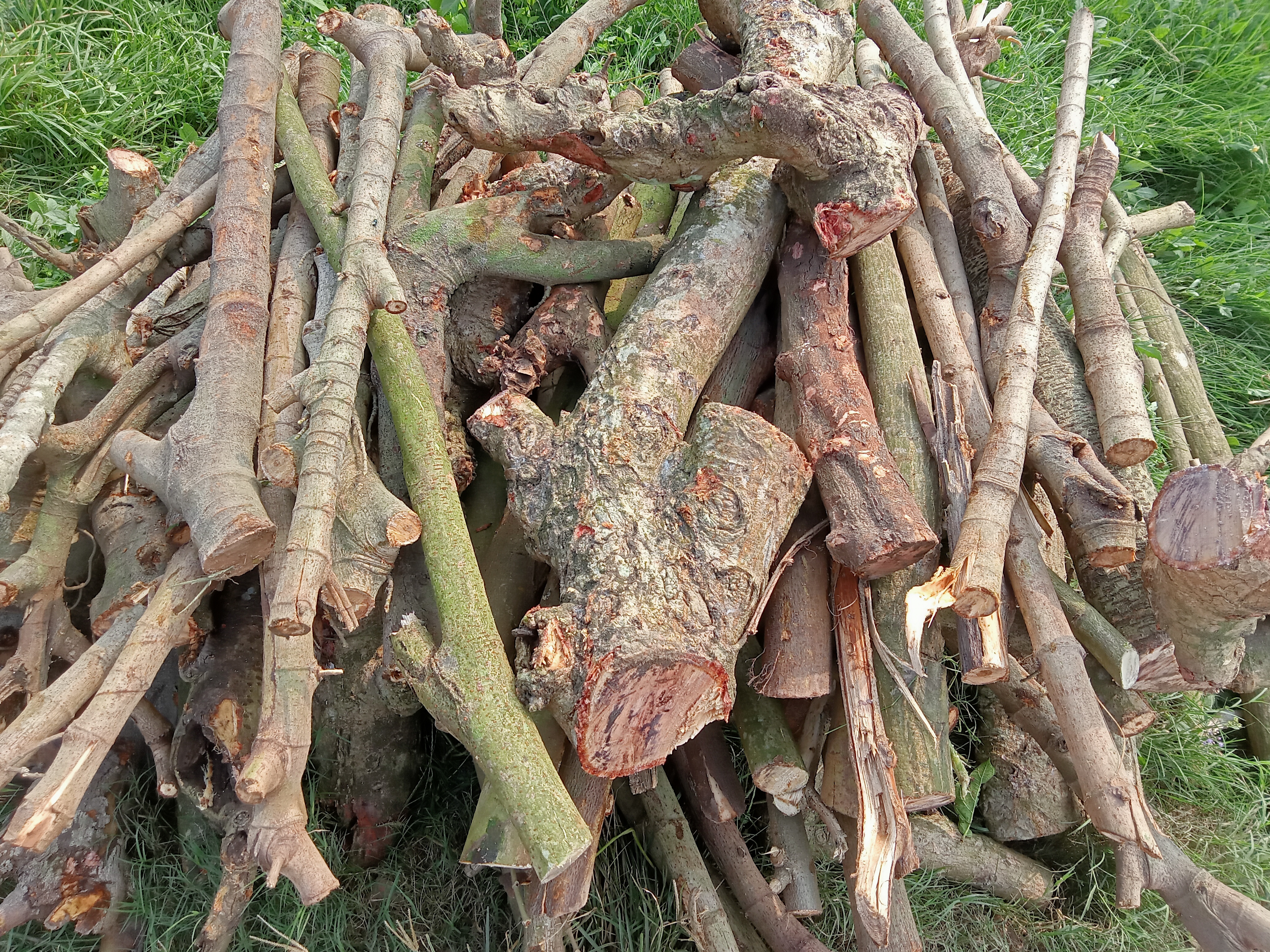 A pile of various tree branches and logs, some with bark removed, arranged haphazardly on grassy ground.