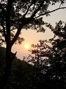 A warm sunset peeks through the thick trees in Mumbai, filling the sky with soft orange light and creating a peaceful view.