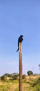 A black drongo standing tall against the clear blue sky.