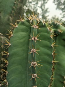 A close-up of a green cactus stem showing three vertical ribs lined with sharp, golden-brown spines