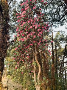 An image of a red Rhododendron tree with flowers blooming all over the branches. 
