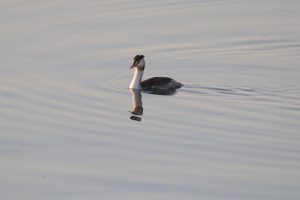 A Great Crested Grebe swimming in the water at Zhangzehu Wetland Park in Changzhi, China.