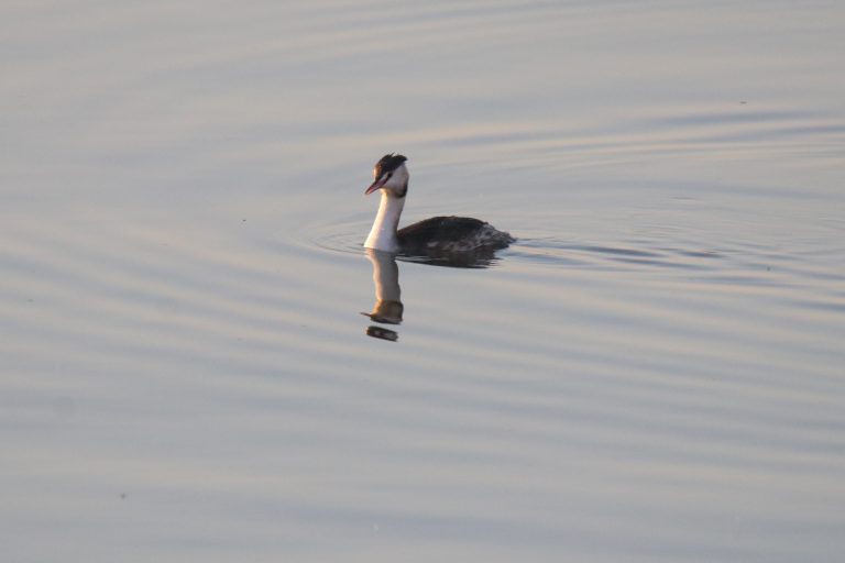A Great Crested Grebe (凤头䴙䴘) is swimming in the water. Location: Zhangzehu Wetland Park, Changzhi city, China.
