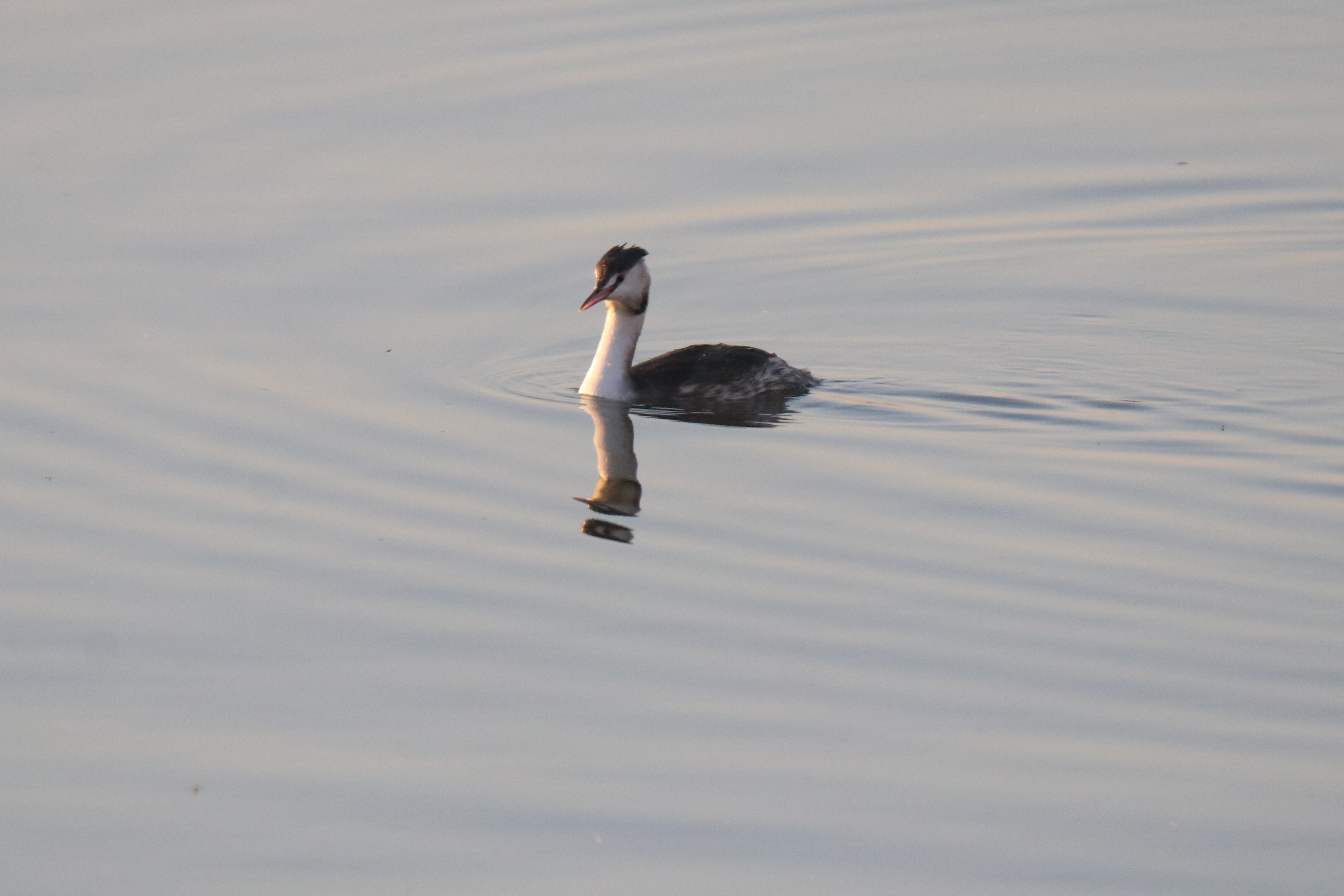 A Great Crested Grebe swimming in the water at Zhangzehu Wetland Park in Changzhi, China.