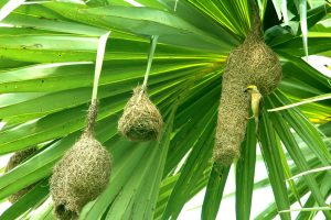 A yellow Baya Weaver on its hanging nest in a palm tree, Cumilla, Bangladesh.
