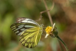 A close-up photograph of a Common Gull butterfly perched on a small yellow flower. The butterfly’s wings display intricate patterns, with one wing predominantly yellow and the other predominantly white with black markings. 
