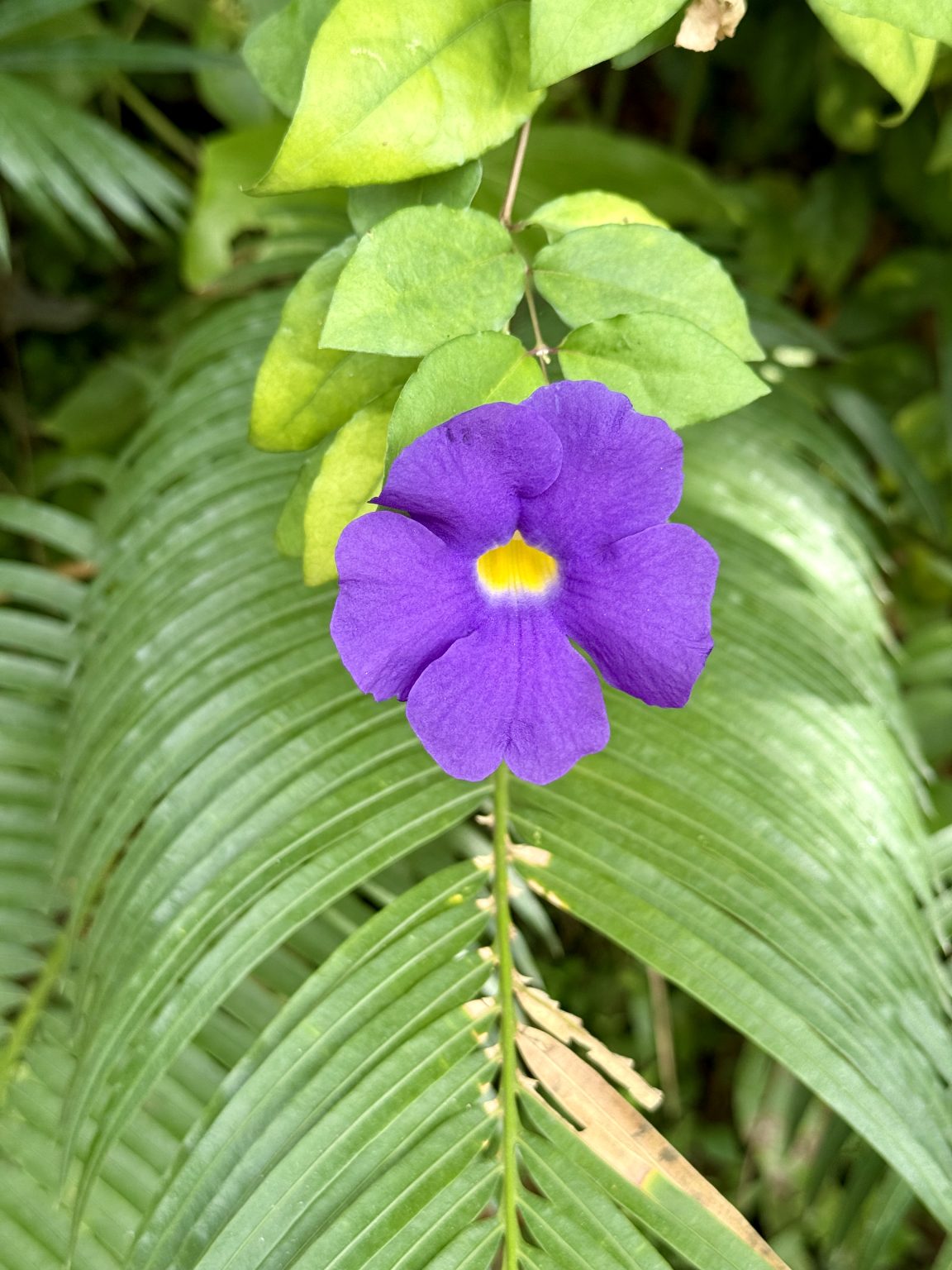 A vibrant purple Thunbergia erecta flower (commonly known as bush clockvine, king's-mantle, and potato bush) with a bright yellow center blooms against a backdrop of lush green foliage, including a large, textured frond. Captured in Perumanna, Kozhikode, Kerala.