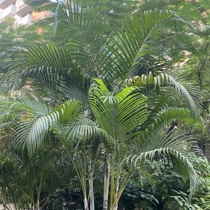 Palm trees with large fronds create a tropical feel, set against a backdrop of blurred foliage and soft sunlight filtering through. Tranquil ambiance.
