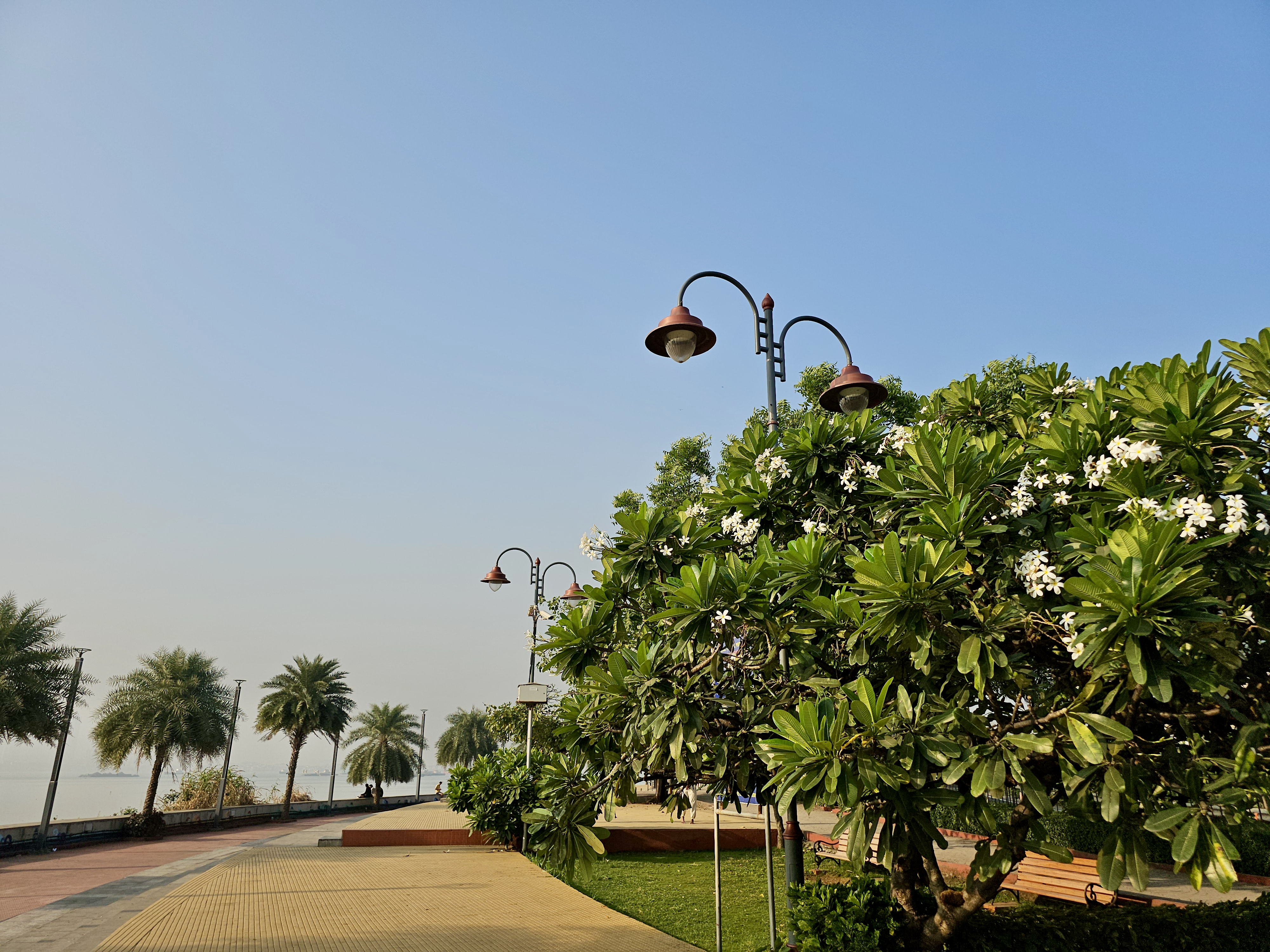 A peaceful walkway lined with palm trees, flowering plants, and street lamps along the shoreline, captured from Bandra West, Mumbai, Maharashtra.