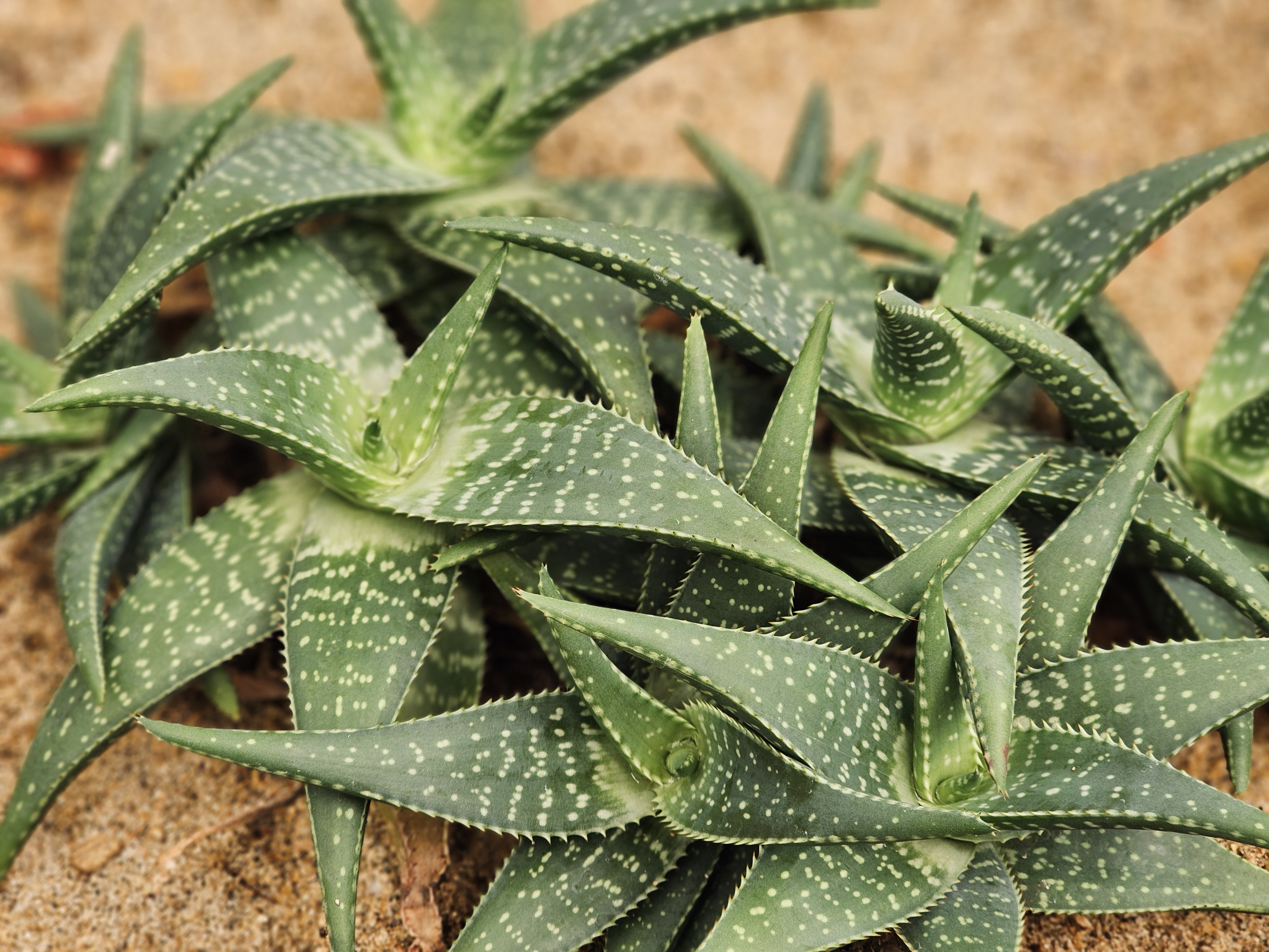 Many small succulents with pointed, spotted leaves grow together in sandy soil at the Malabar Botanical Garden, Kozhikode. Their patterns and shapes create a lively green cluster. 
