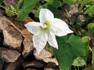 A close-up image of a white flower with a star-like shape, featuring five petals and a green center. 