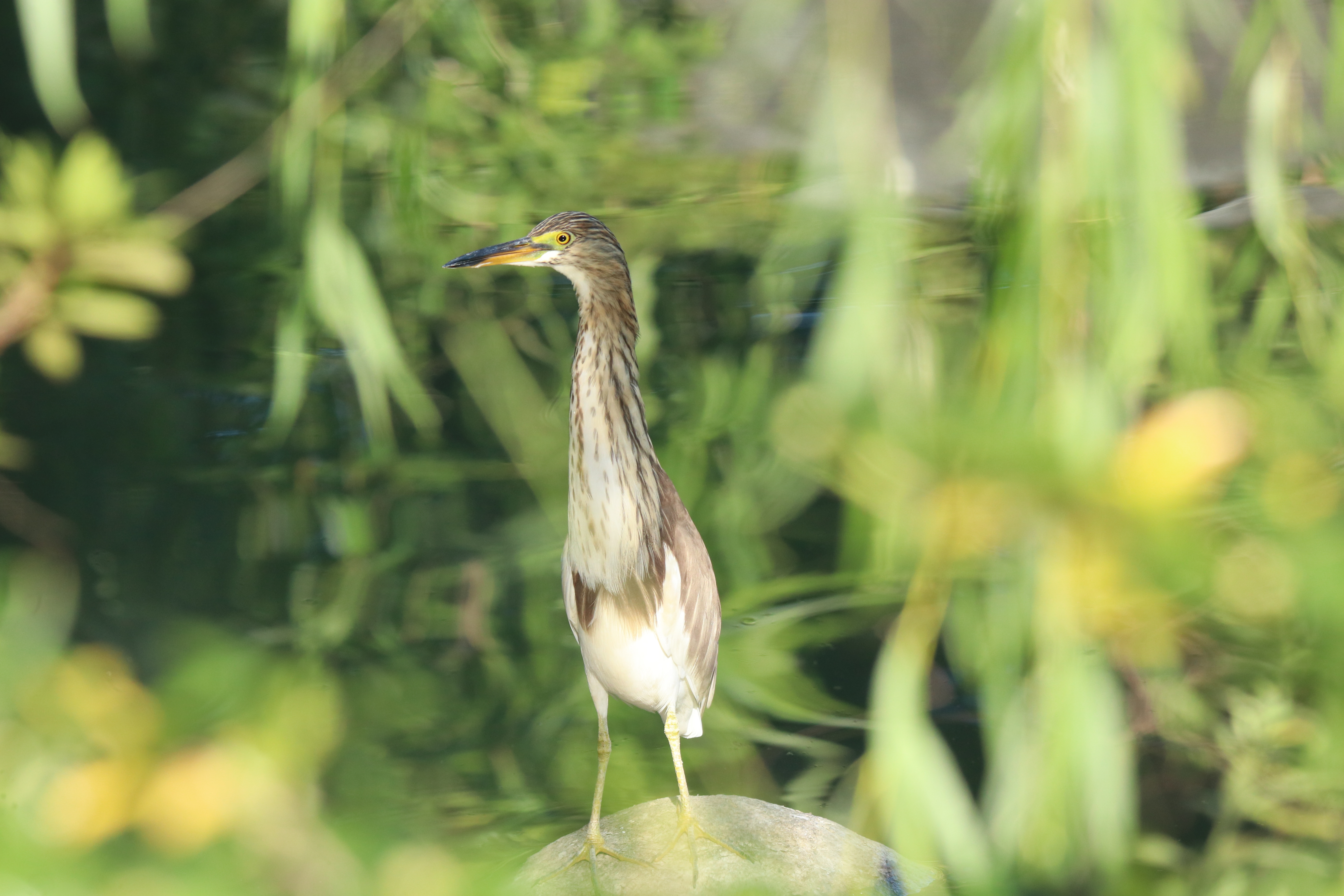 A striking, eye-level photograph of a Pond Heron (a type of wading bird) standing on a gray rock in shallow water. The bird has a slender neck, a dark bill with a yellow base, streaked brown and buff plumage on its head and chest, and a contrasting bright white belly. The setting is a wetland area, with a blurred background of dark water.