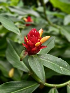 A red cone-shaped ginger flower blooms at the Malabar Botanical Garden, Kozhikode. The shiny red petals and yellow tips look vibrant against the deep green leaves. 