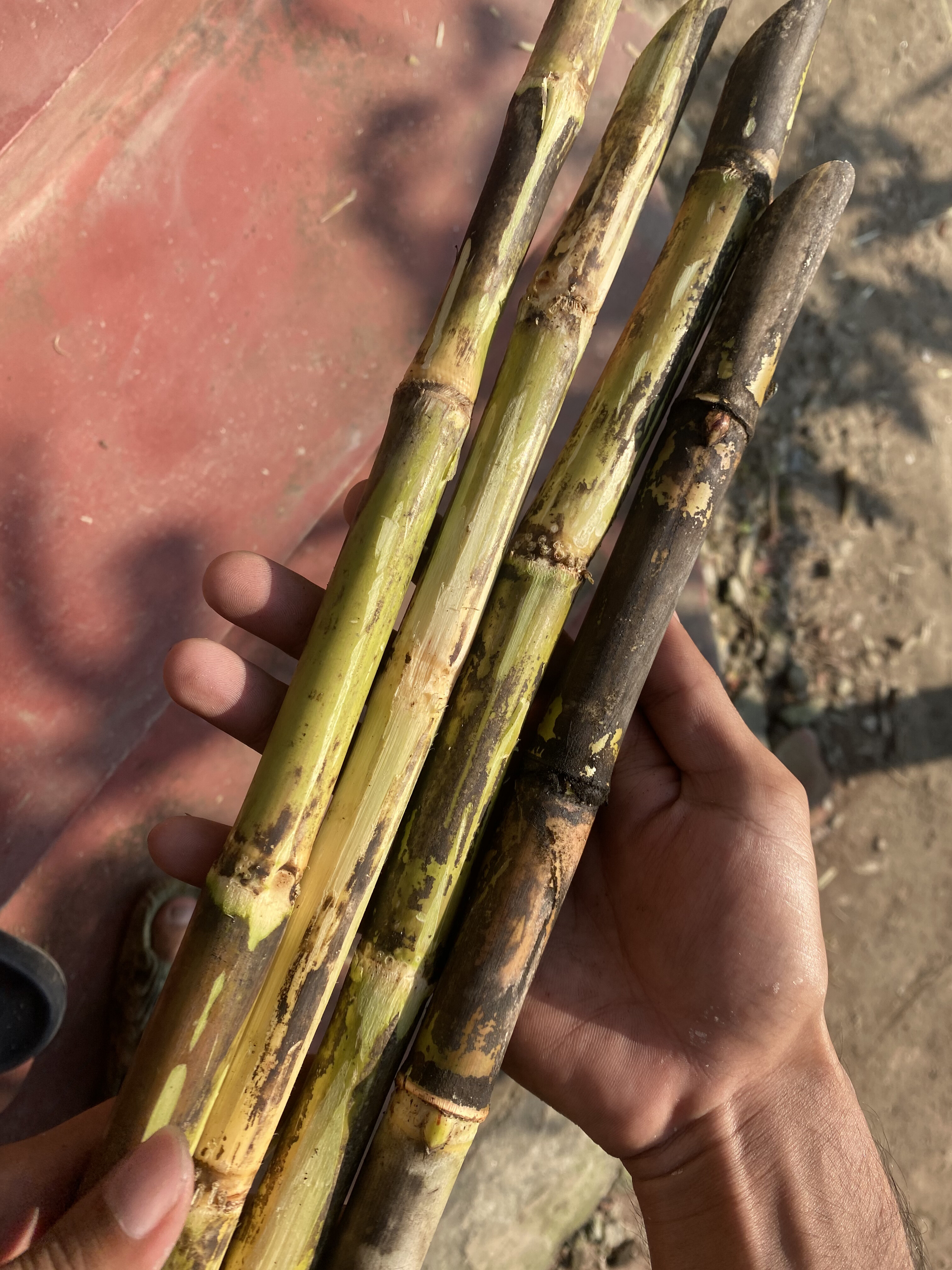 Hands holding four sugarcane stalks in shades of green and brown against a red concrete background.