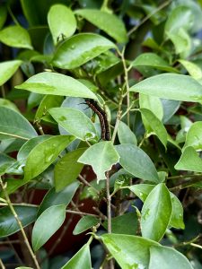 A close-up photo of a caterpillar resting on fresh green Ficus microcarpa leaves after rainfall. The raindrops add a natural freshness to the scene. Captured in Perumanna, Kozhikode, Kerala. 
