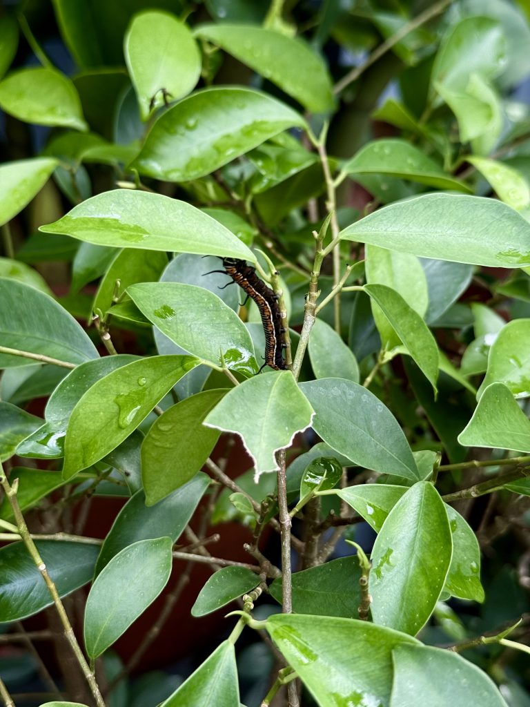 A close-up photo of a caterpillar resting on fresh green Ficus microcarpa leaves after rainfall. The raindrops add a natural freshness to the scene. Captured in Perumanna, Kozhikode, Kerala.