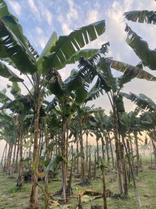 Banana trees with large green leaves and bunches of bananas stretch upwards. The sky is blue with soft clouds, creating a serene and lush atmosphere.
