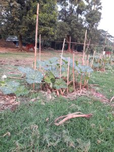 Wooden stakes in a grassy field support young plants with large leaves. Trees and a cow grazing are visible in the background under a clear sky. This photo was taken from Harbaid, Gazipur.