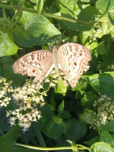 A butterfly with intricate brown and orange patterns rests on small white flowers, surrounded by vibrant green leaves in Kawtoli, Brahmanbaria, Bangladesh.