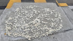 A large amount of white rice is spread out on a concrete surface to dry near a yellow road line.
