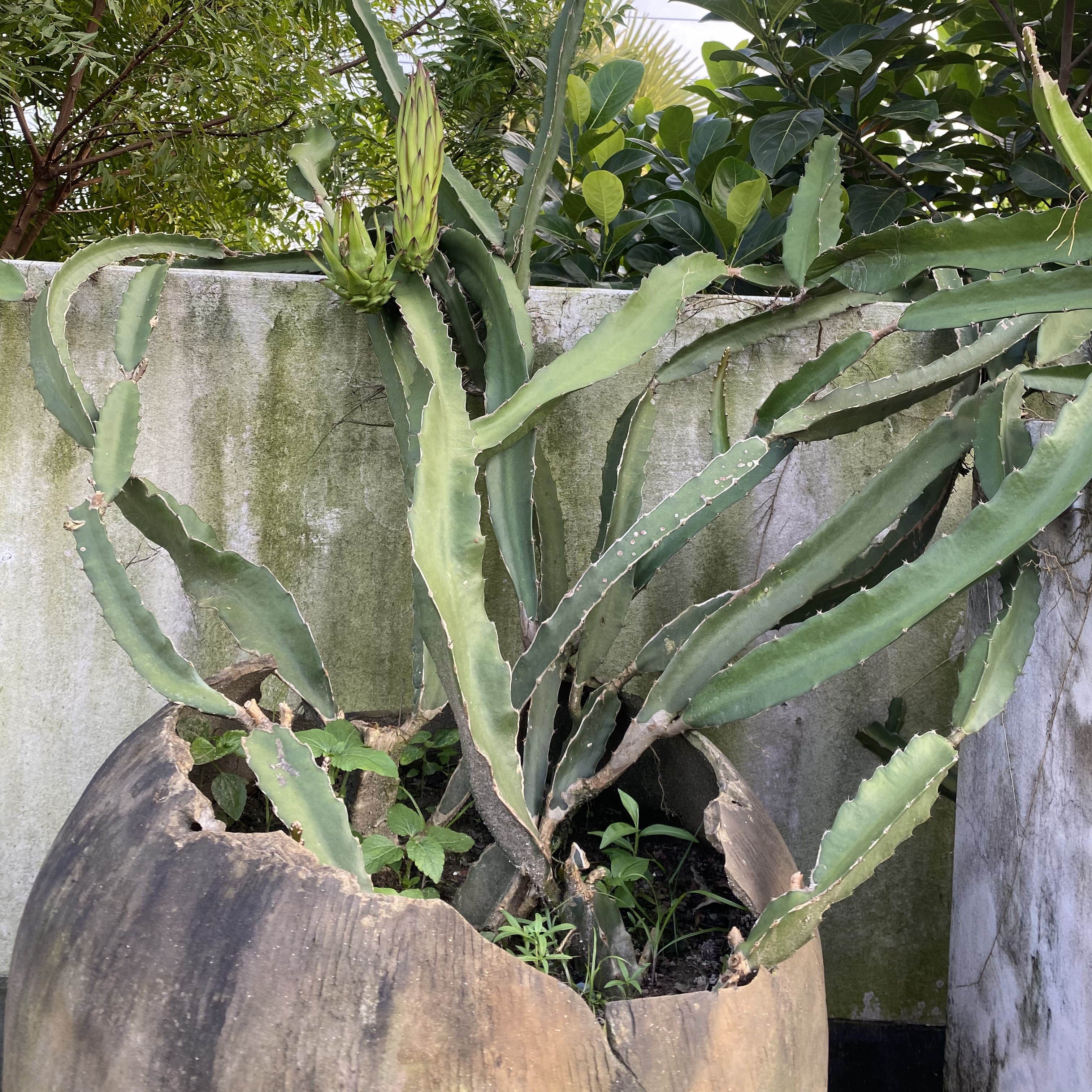 A large dragon fruit with long, green, segmented stems grows out of a weathered, cracked pot. There's lush greenery in the background, suggesting a garden setting.