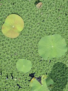 Round lotus leaves float on water covered with tiny green aquatic plants at the Malabar Botanical Garden, Kozhikode. The mix of shapes and textures creates a calm, natural pattern. 