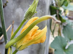 Bright yellow-orange pumpkin flower with a green bud, in a soft-focus garden.