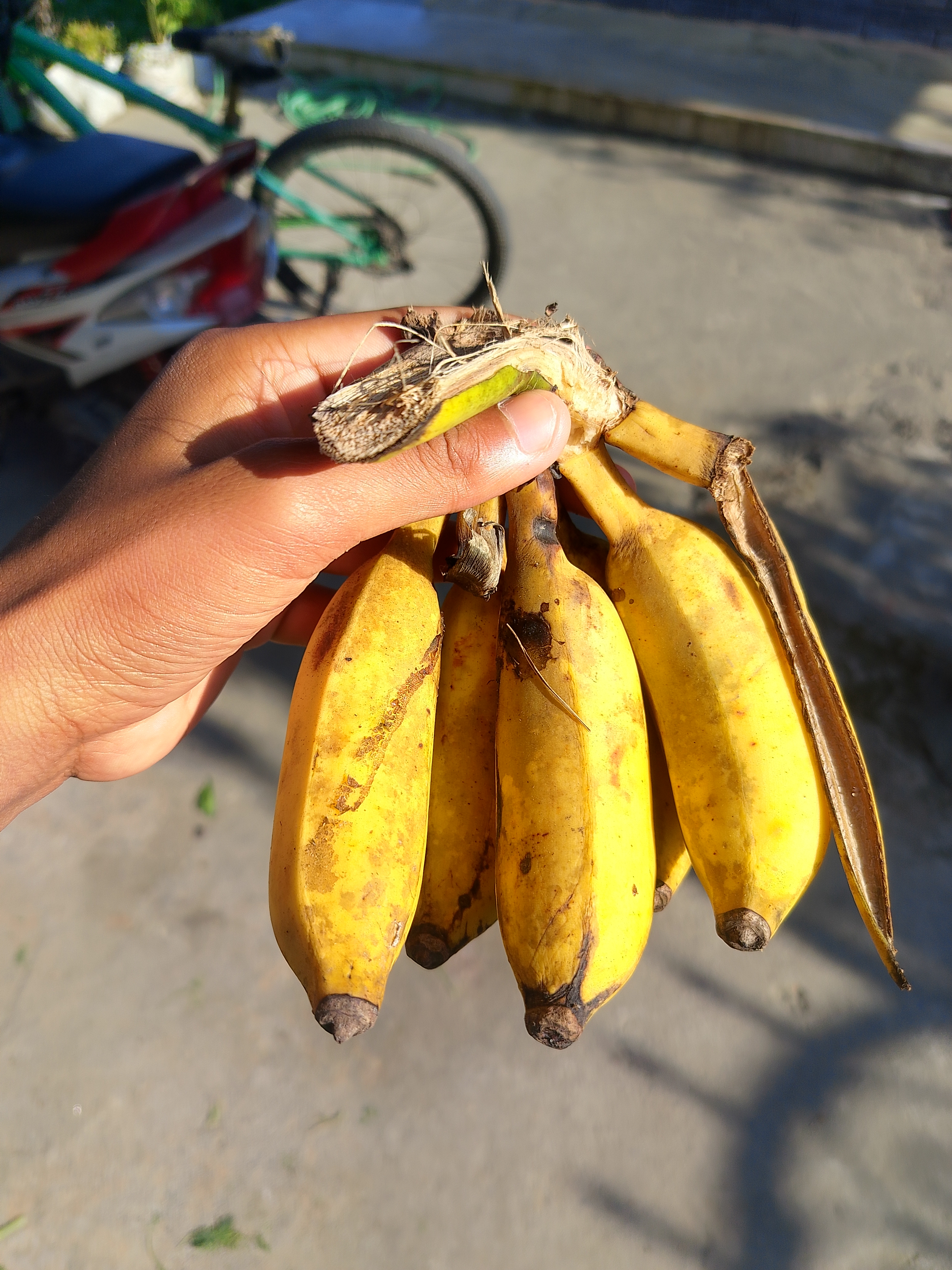 A person's hand holding a bunch of ripe yellow bananas, with a blurred bicycle in the background and sunlight casting a warm glow on the scene.