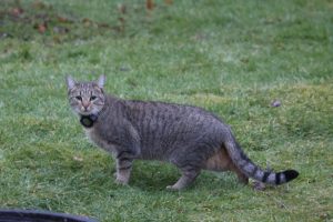 Tabby tiger striped cat, wearing a lilac collar, looking directly into the camera.