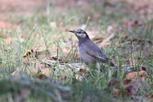 A White-cheeked Starling stands on the ground among green grass and brown leaves.