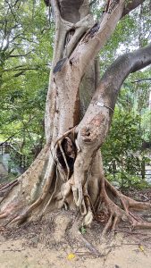 A large tree with a broad trunk is showcased, featuring intricate patterns of bark and exposed roots.