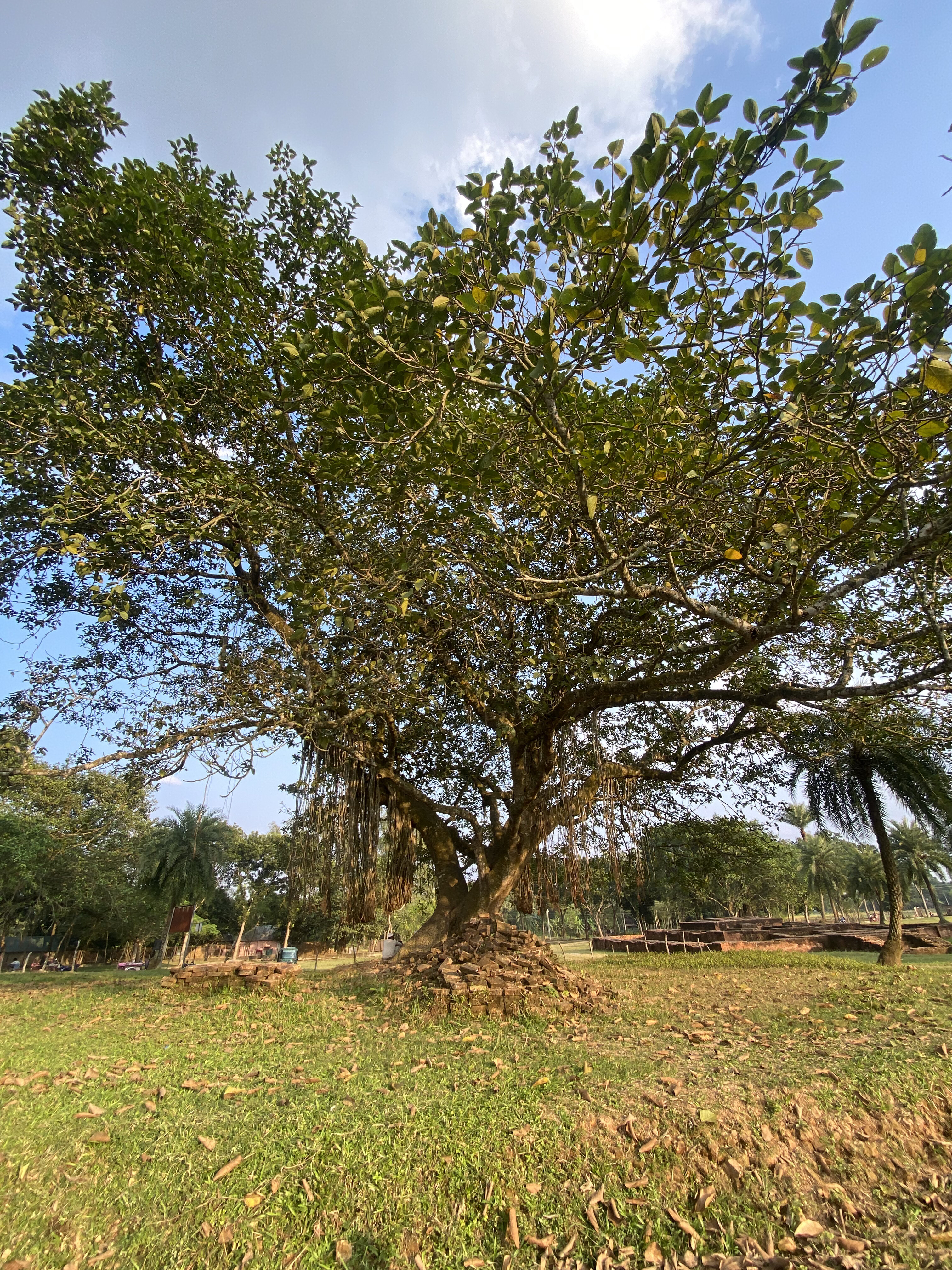 A large tree with dense green foliage stands in a sunny park. The ground is scattered with fallen leaves, and the sky is partly cloudy, creating a serene atmosphere.