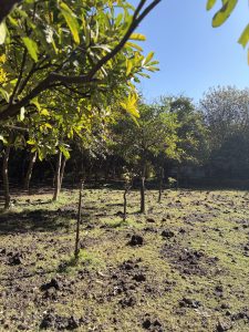 A peaceful outdoor scene shows a small grove of young trees growing in an open, sunlit area. The ground is uneven and covered with patches of grass and scattered clumps of dark soil, suggesting recent digging or natural soil disturbance. Sunlight filters through the green leaves in the foreground, casting soft shadows on the ground.