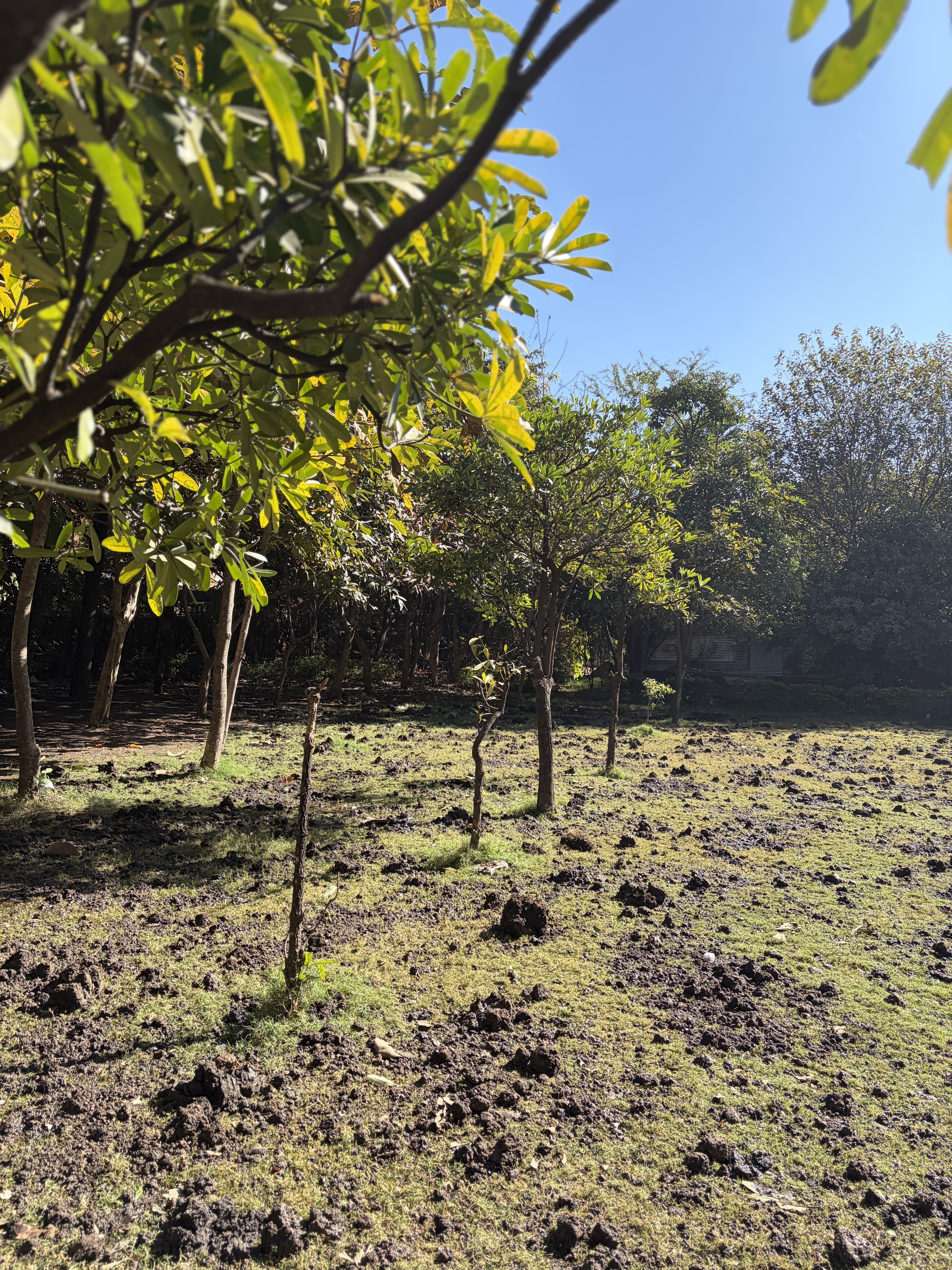 A peaceful outdoor scene shows a small grove of young trees growing in an open, sunlit area. The ground is uneven and covered with patches of grass and scattered clumps of dark soil, suggesting recent digging or natural soil disturbance. Sunlight filters through the green leaves in the foreground, casting soft shadows on the ground.