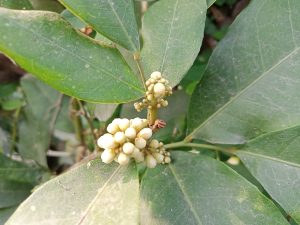 Close-up of green leaves with pale yellow buds in Kawtoli, Brahmanbaria, Bangladesh.
