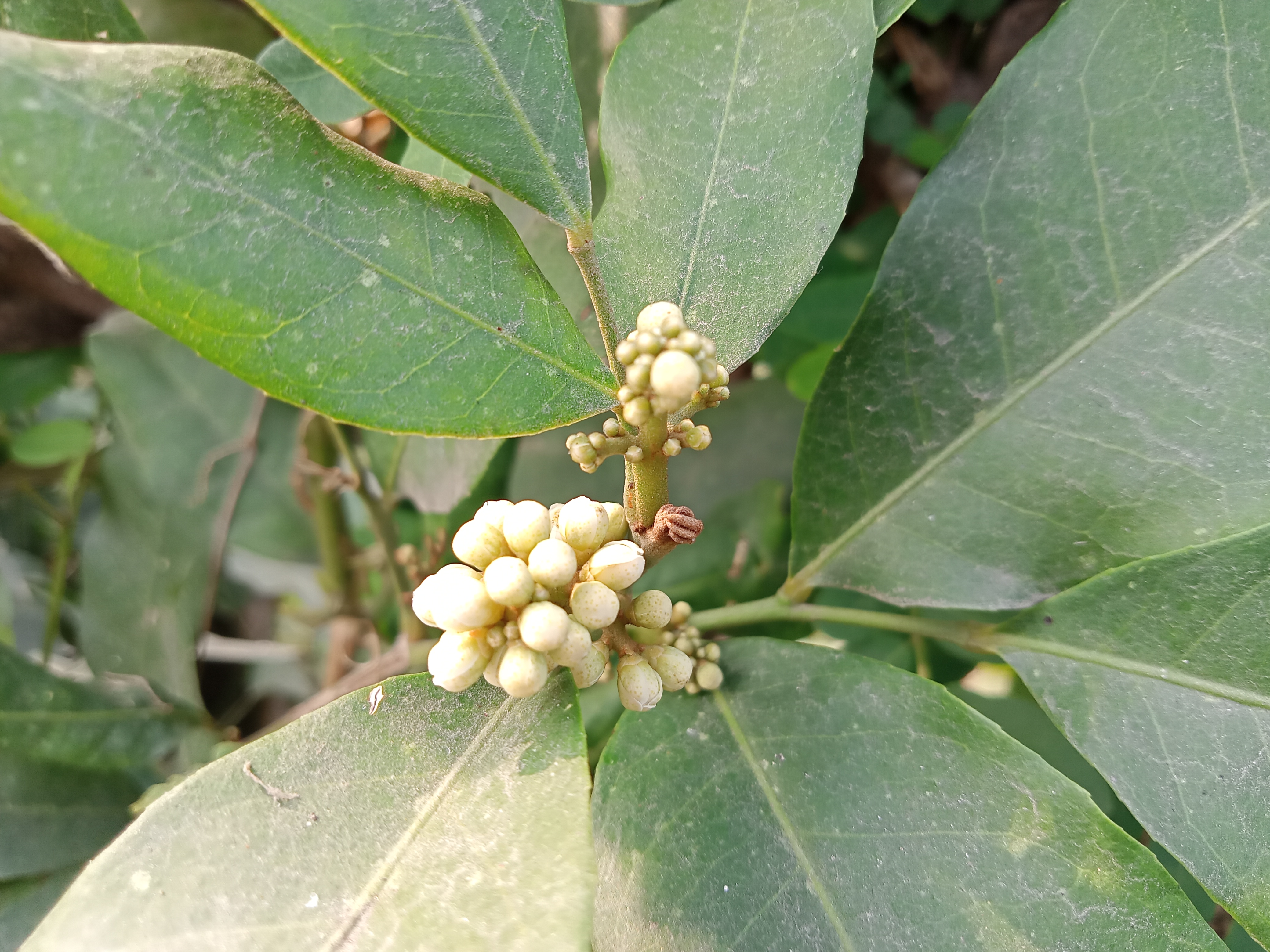 Close-up of green leaves with pale yellow buds in Kawtoli, Brahmanbaria, Bangladesh.