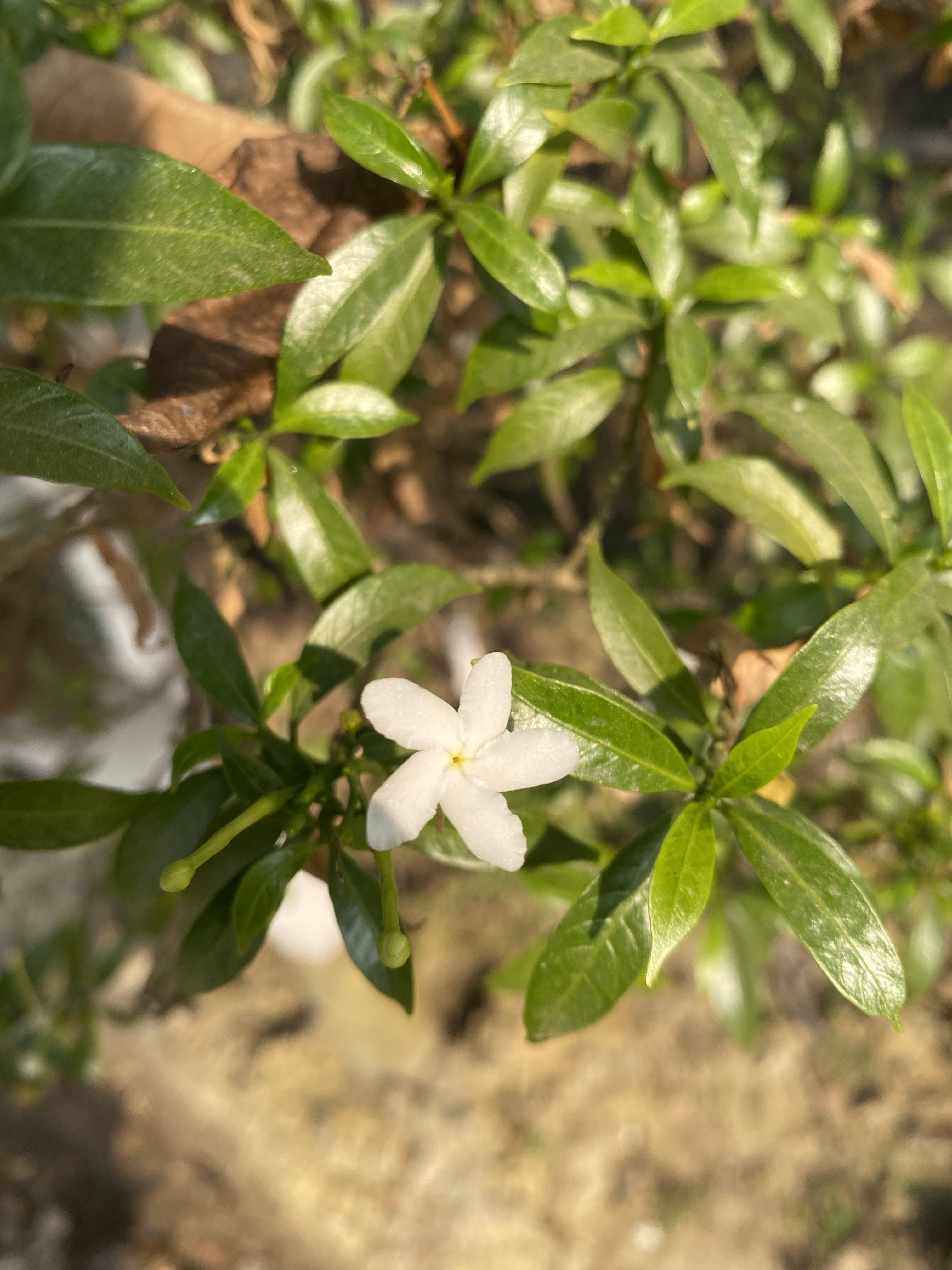 Small white flower with glossy green leaves on a sunlit bush.