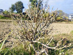A sparse, leafless tree with thin, twisted branches is situated in the foreground.