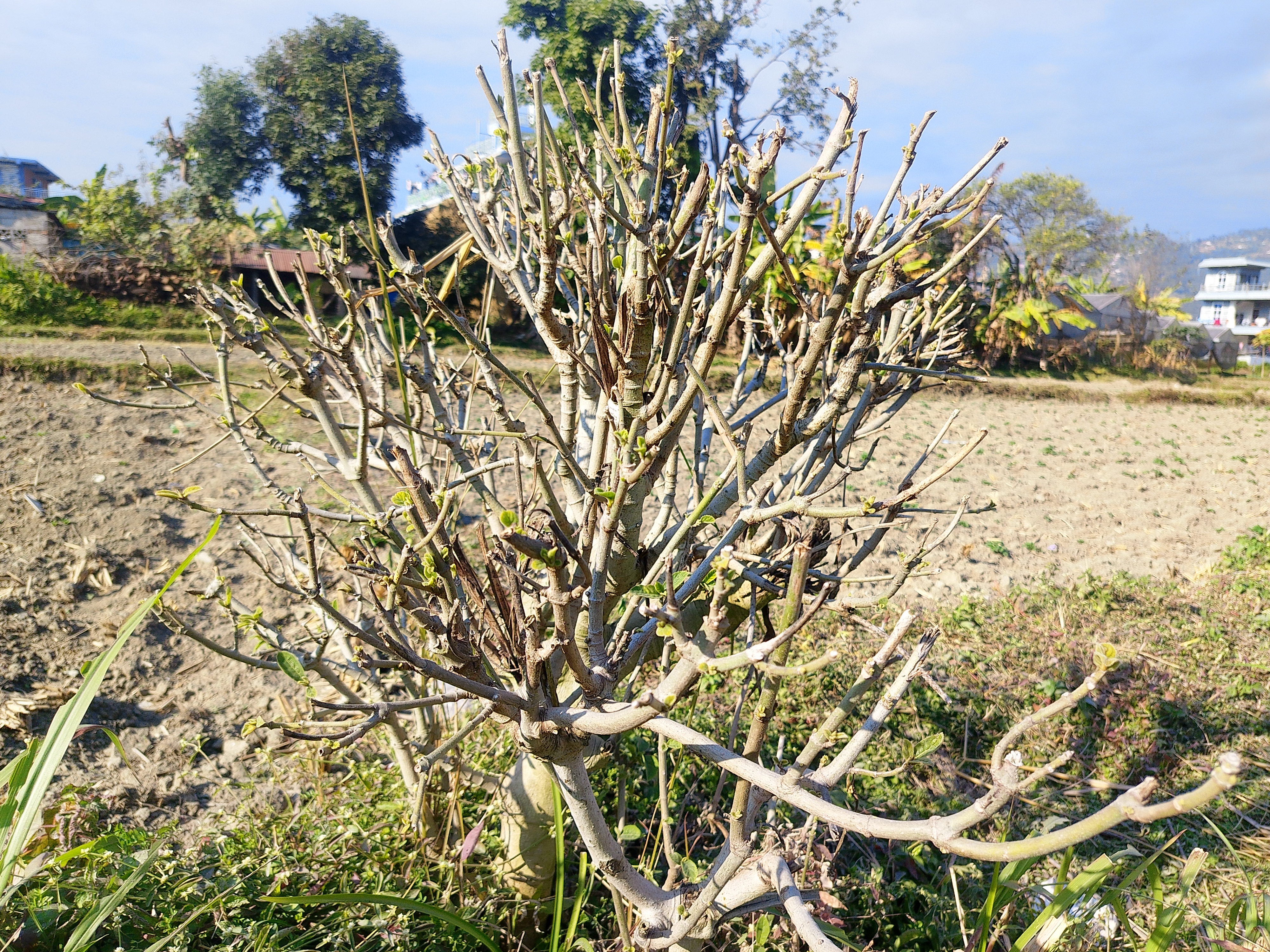 A sparse, leafless tree with thin, twisted branches is situated in the foreground.