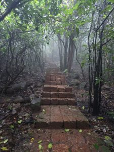 The image is of the Forest Resort near Goa. The picture shows a narrow staircase made of reddish-brown stone or brick blocks leading upward through a dense forest. The steps are slightly uneven and damp with small leaves scattered across them, suggesting recent rain. Tall trees and tangled branches surround the path on both sides. 