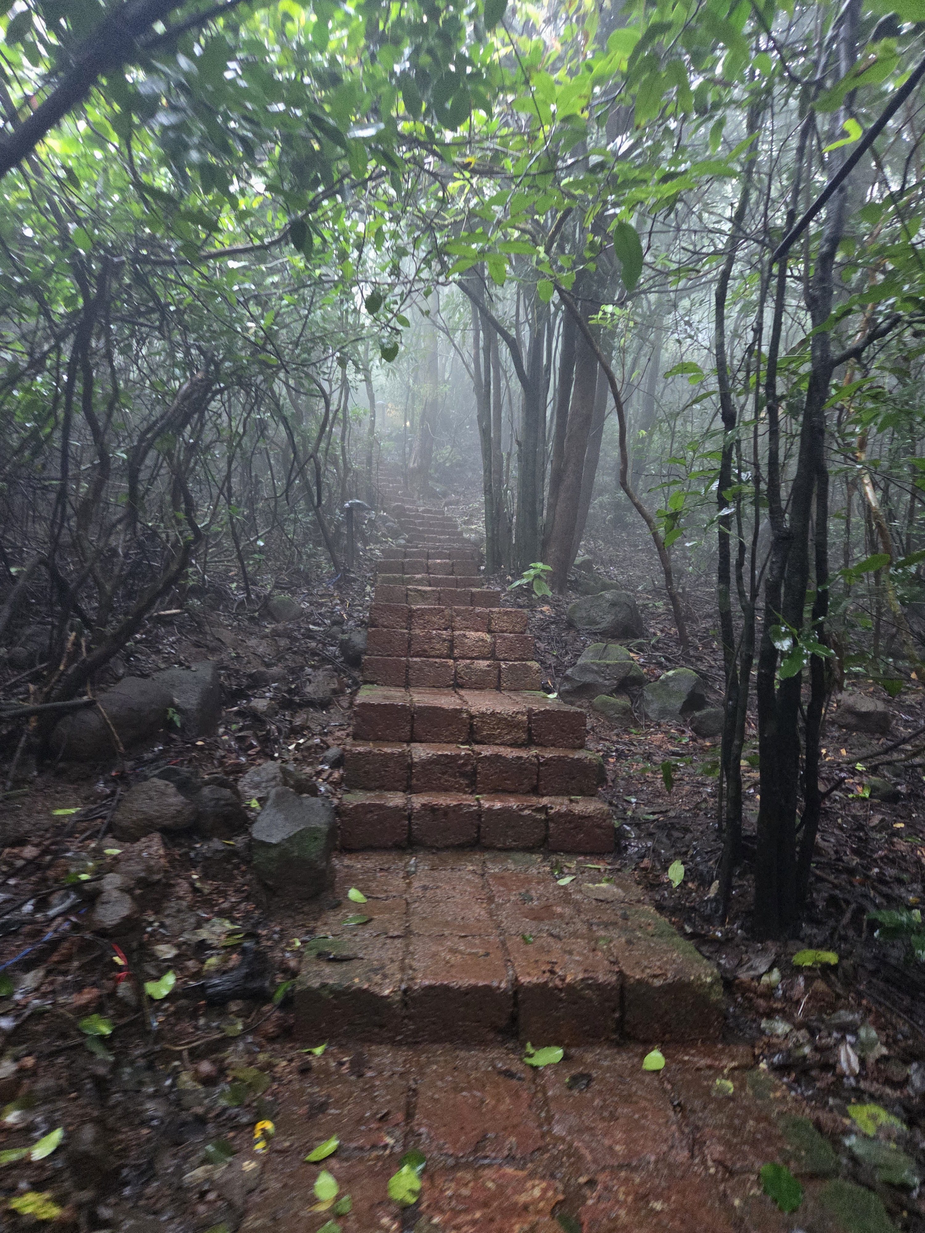 The image is of the Forest Resort near Goa. The picture shows a narrow staircase made of reddish-brown stone or brick blocks leading upward through a dense forest. The steps are slightly uneven and damp with small leaves scattered across them, suggesting recent rain. Tall trees and tangled branches surround the path on both sides.