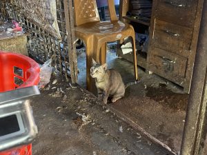 A small cat sits on the ground in a cluttered indoor space, with a plastic chair to its right.