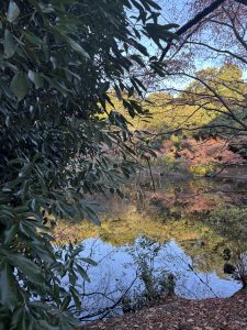 A serene natural scene featuring a tranquil pond surrounded by trees. 