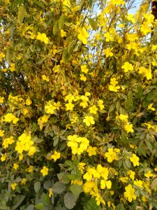 A dense bush filled with vibrant yellow flowers, surrounded by green leaves