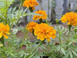 A cluster of vibrant orange marigold flowers bloom amidst lush green foliage. 