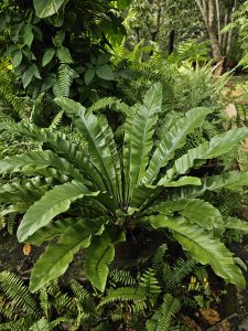 A lush bird&rsquo;s nest fern growing in the Malabar Botanical Garden, Kozhikode. Its large, glossy leaves spread out beautifully, surrounded by other green plants that show the richness and calm atmosphere of the garden. 