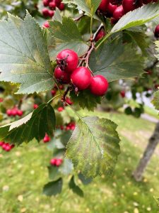 Close-up of a hawthorn branch with bright red berries and serrated green leaves against a grassy background.