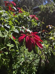 Close-up of vibrant red leaves among green foliage in sunlight