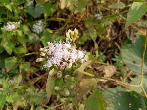 A cluster of small pale purple and white flowers with green leaves in Kawtoli, Brahmanbaria, Bangladesh.